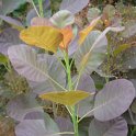 Cotinus coggygria 'Royal Purple' P29 (2)